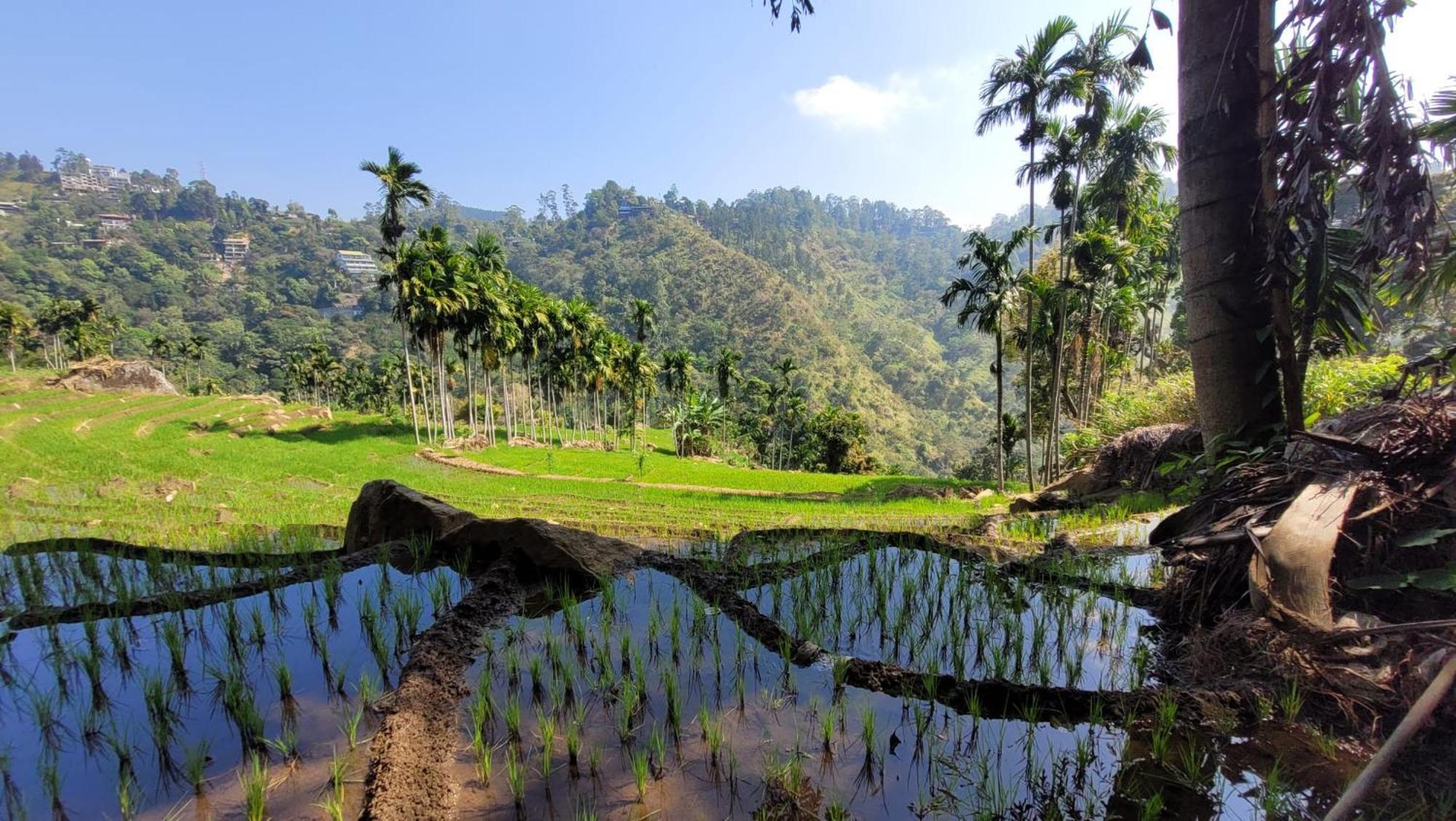 Forest Rawana Homestay Ella Exterior photo