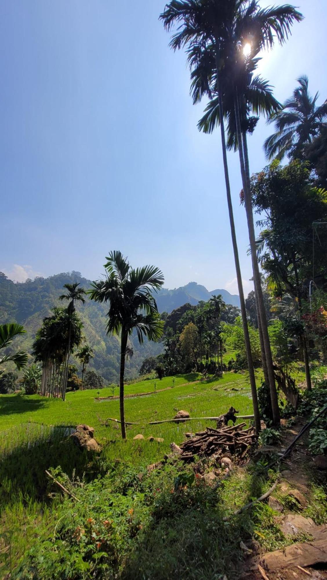 Forest Rawana Homestay Ella Exterior photo